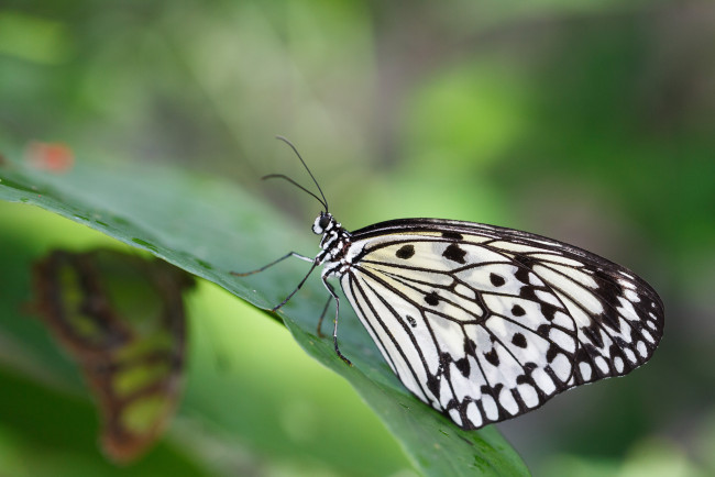Обои картинки фото животные, бабочки, bob, decker, макро, бабочка, крылья, усики, насекомое, листья