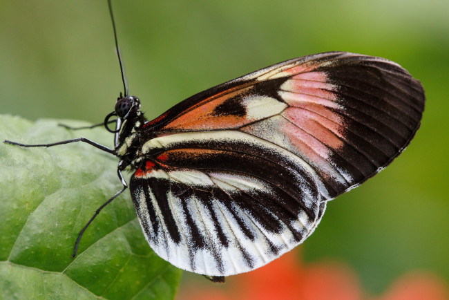 Обои картинки фото животные, бабочки, bob, decker, макро, бабочка, фон, крылья, усики, насекомое, листья