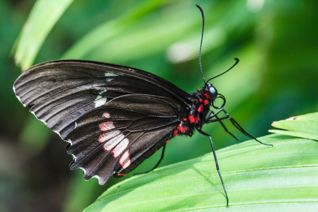 Обои картинки фото животные, бабочки, bob, decker, макро, бабочка, фон, крылья, усики, насекомое, листья