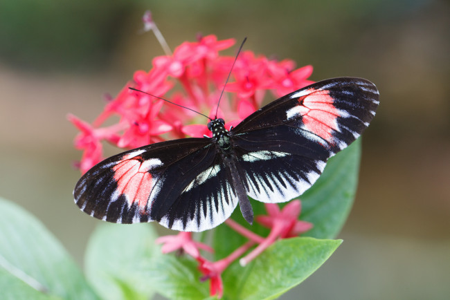 Обои картинки фото животные, бабочки, цветы, усики, крылья, бабочка, макро