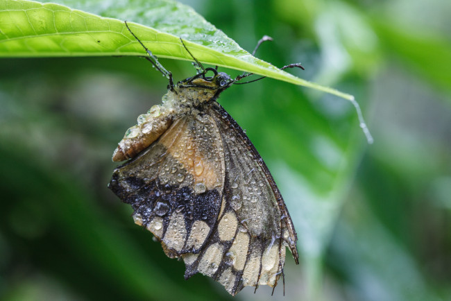 Обои картинки фото животные, бабочки, листья, насекомое, усики, крылья, фон, бабочка, макро, bob, decker