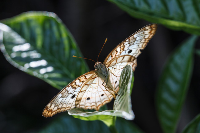 Обои картинки фото животные, бабочки, листья, насекомое, усики, крылья, фон, бабочка, макро, bob, decker