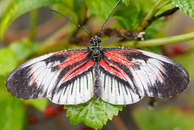 Обои картинки фото животные, бабочки, насекомое, бабочка, травинка, капли, роса, утро, зелёный, фон, макро