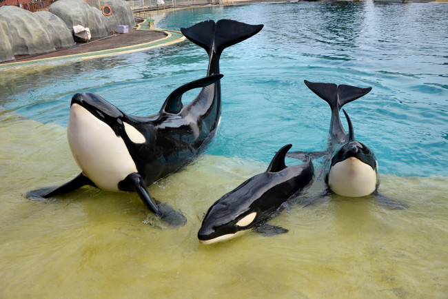 Обои картинки фото животные, киты,  кашалоты, шоу, косатки, океанариум