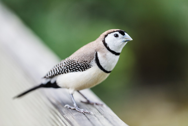 Обои картинки фото животные, птицы, птица, фон, взгляд