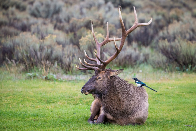 Обои картинки фото животные, разные вместе, олень, рога, профиль, лежит, отдых, птичка