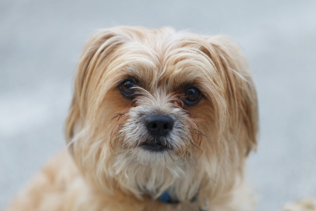 Обои картинки фото животные, собаки, взгляд, собака, портрет