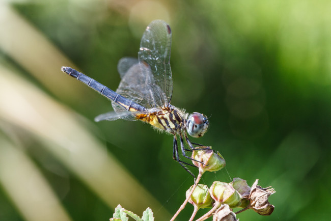Обои картинки фото животные, стрекозы, bob, decker, макро, стрекоза, фон, крылья, насекомое