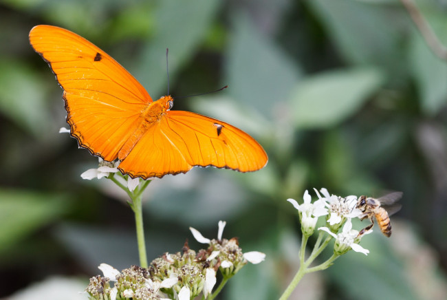 Обои картинки фото животные, разные вместе, bob, decker, макро, бабочка, крылья, усики, насекомое, цветы, пчела