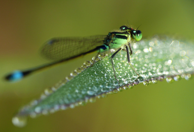 Обои картинки фото животные, стрекозы, макро, стрекоза, крылья, лист, утро, роса, капли