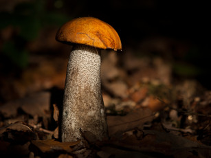 Картинка природа грибы подберезовик