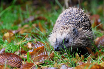 Картинка животные ежи ежик