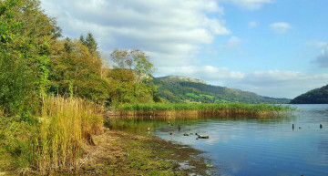 Картинка природа реки озера камыш река лес