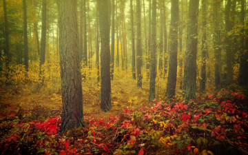 Картинка природа лес осень