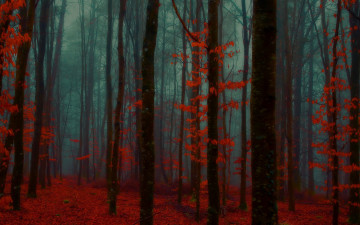 Картинка природа лес осень туман