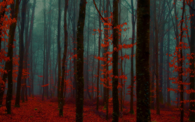 Обои картинки фото природа, лес, осень, туман