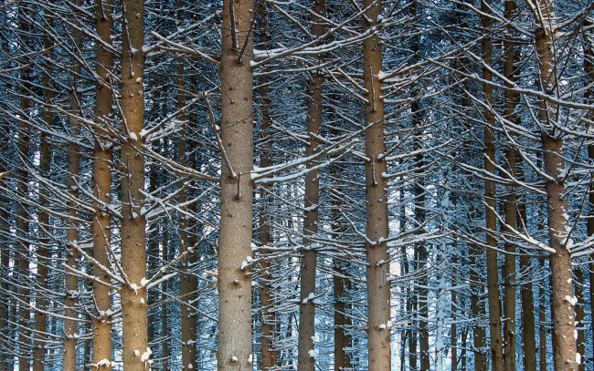 Обои картинки фото природа, лес, снег, деревья