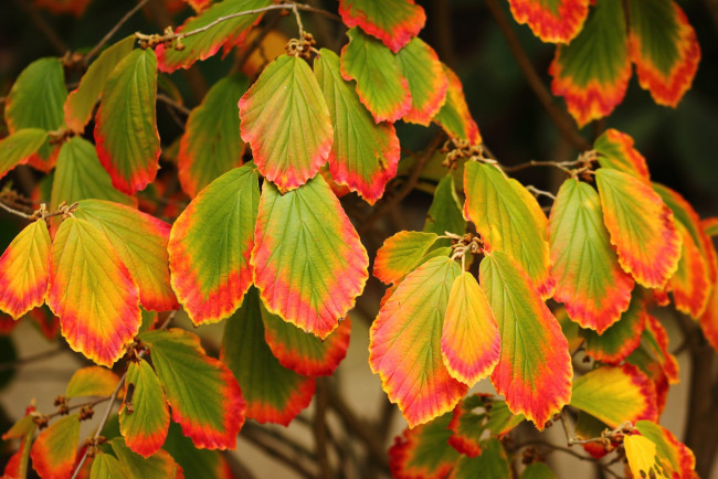 Обои картинки фото природа, листья, осень