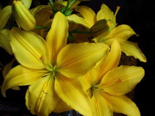 Картинка цветы лилии +лилейники макро