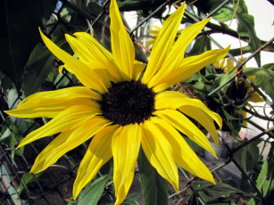 Картинка цветы подсолнухи желтый