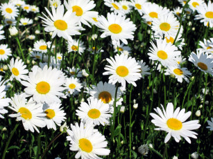 Картинка цветы ромашки белый