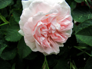 Картинка цветы розы макро