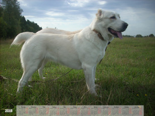 Картинка календари животные взгляд собака растения