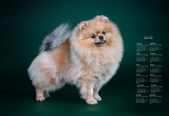 обоя календари, животные, взгляд, собака