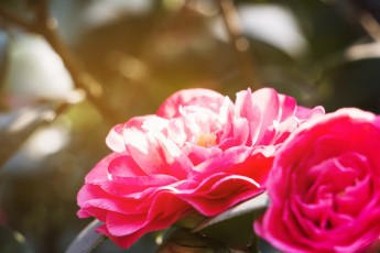 Картинка цветы камелии камелия бутон розовая лепестки листья цветение нежность