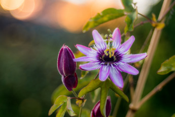 Картинка цветы пассифлора бутоны цветение