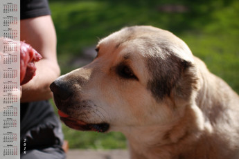 Картинка календари животные профиль собака взгляд морда