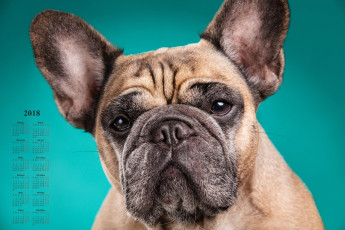Картинка календари животные взгляд собака морда