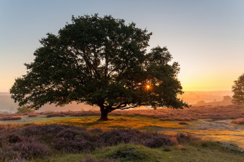 Картинка природа деревья простор