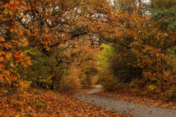 Картинка природа дороги простор