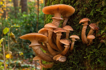 Картинка природа грибы опята