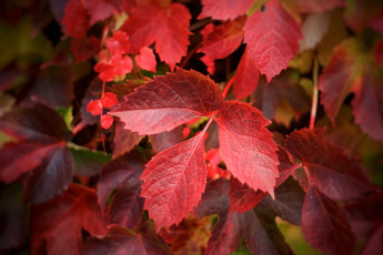 Картинка природа листья дерево ветка осень