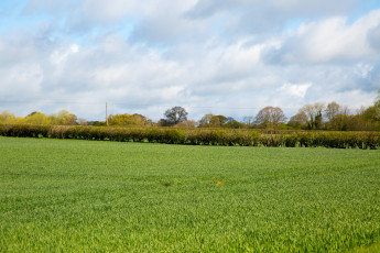 Картинка природа луга трава