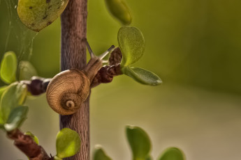 Картинка животные улитки ветка листики улитка макро