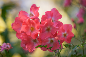 Картинка цветы розы бутон роза bloom bud цветение rose