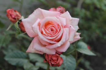 Картинка цветы розы бутон роза blossoms leaves petals bud rose цветение листья лепестки