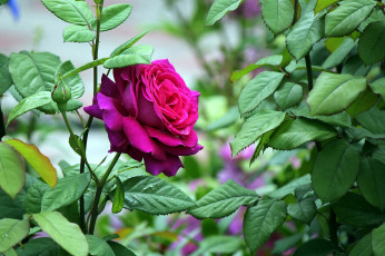 Картинка цветы розы розовый