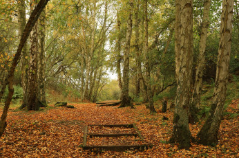 Картинка природа лес простор