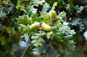 Картинка природа шишки +жёлуди +каштаны желуди ветка дуб