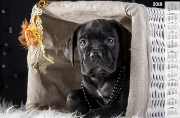 Картинка календари животные корзина бусы собака черный цвет