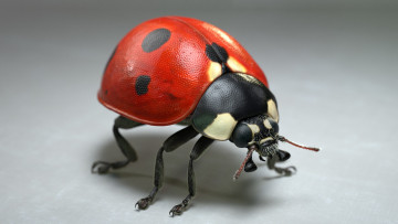 Картинка 3д+графика животные+ animals jocelyn strob simard божья коровка арт