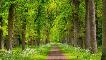 Картинка природа дороги простор