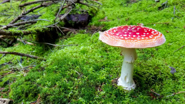 Картинка природа грибы +мухомор гриб мухомор мох