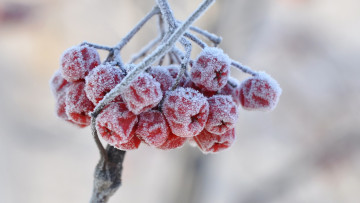 Картинка природа Ягоды +рябина ягоды рябина иней