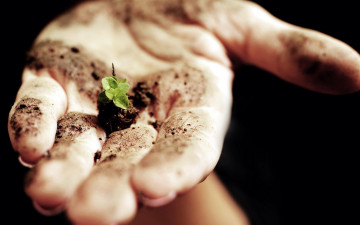 Картинка разное руки росток ладонь