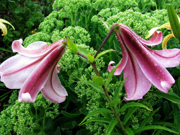 Обои картинки фото цветы, лилии,  лилейники, капли